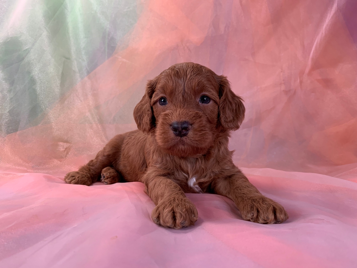 Red Male Cockapoo Puppy for Sale in Iowa DOB 6-12-2022